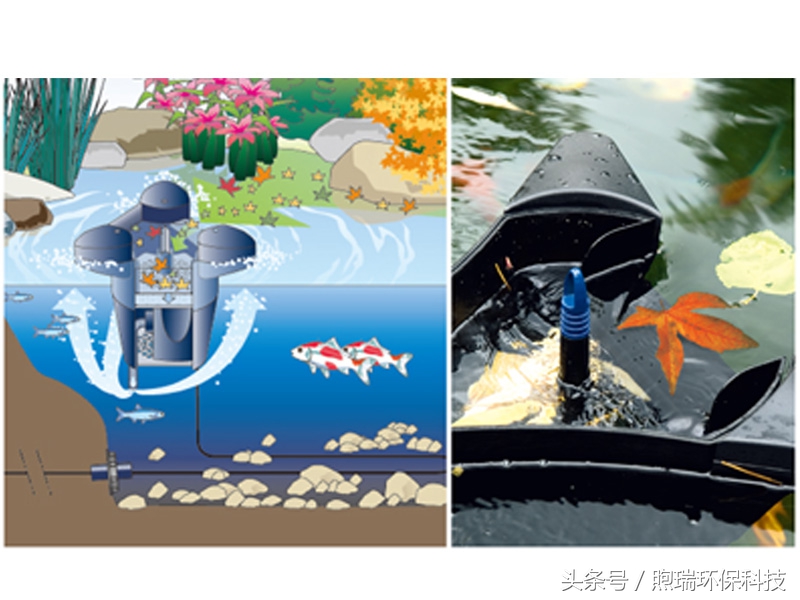 锦鲤鱼池生态循环过滤,锦鲤鱼池过滤系统视频
