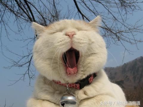 鐚ゴ鍝佺澶у叏,鏃ユ湰鍚嶇尗