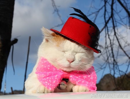 鐚ゴ鍝佺澶у叏,鏃ユ湰鍚嶇尗