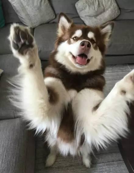 王思聪：你对我的嫉妒，一文不值！