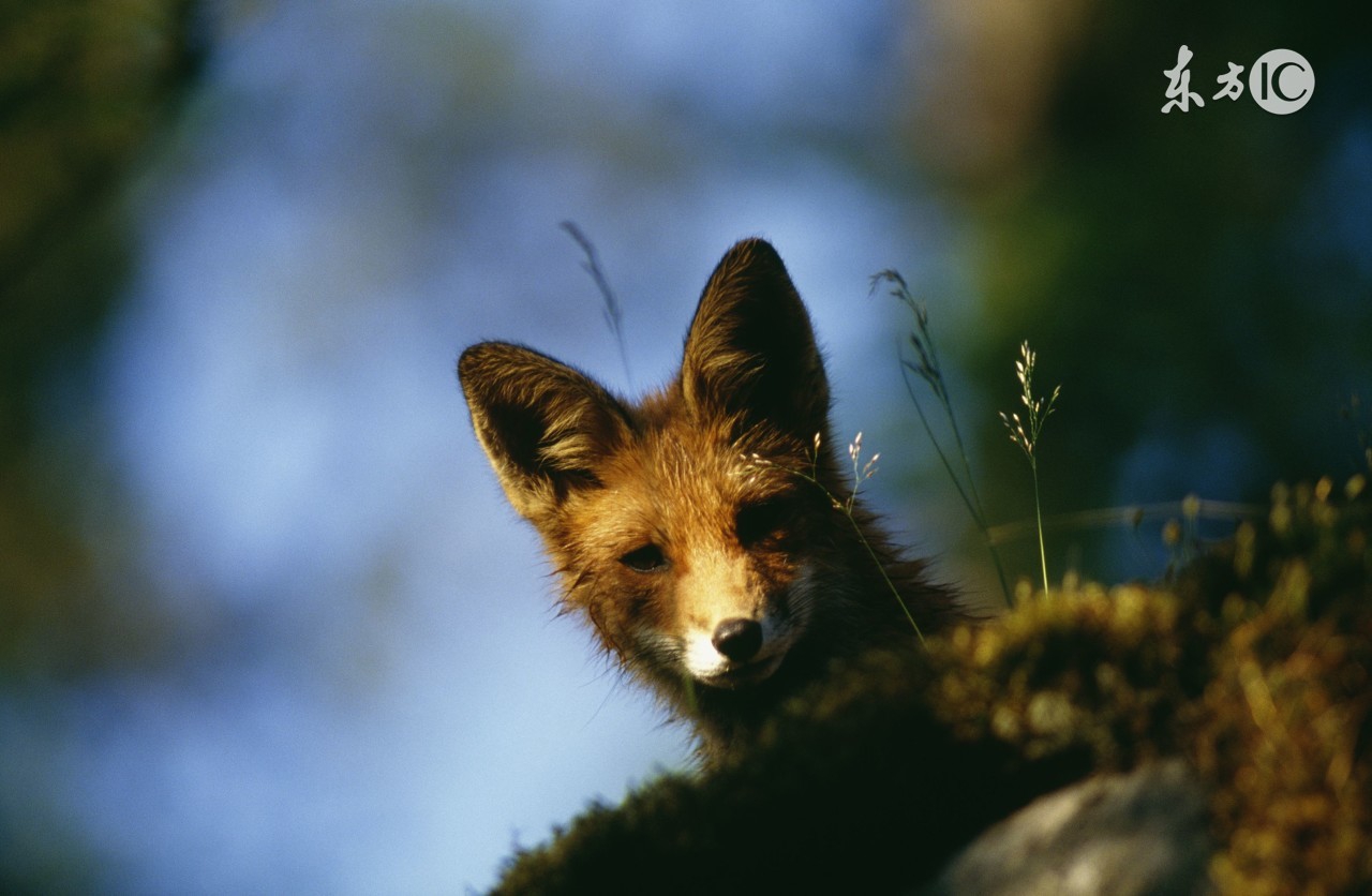 灵异事件冤鬼索命,民间传说灵异故事保家仙