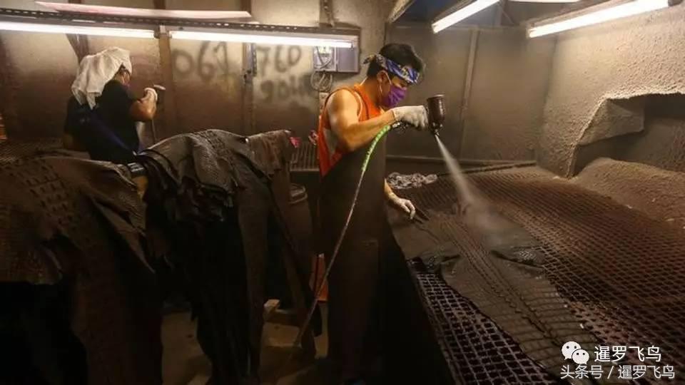 鳄鱼养殖科普,泰国养殖鳄鱼视频大全