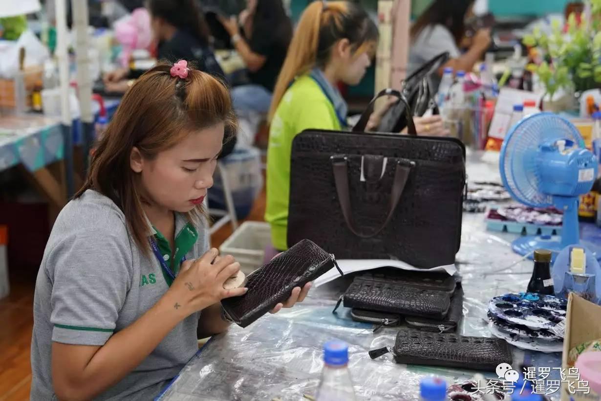 鳄鱼养殖科普,泰国养殖鳄鱼视频大全