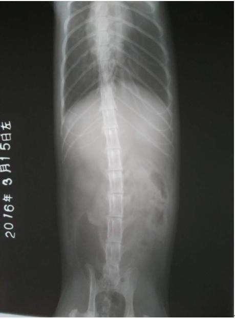 猫膀胱炎尿血但是精神正常,猫膀胱炎尿不出来怎么办