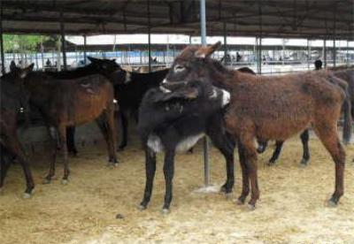 如何提高母猪的受孕率方案,如何提高驴的怀孕率