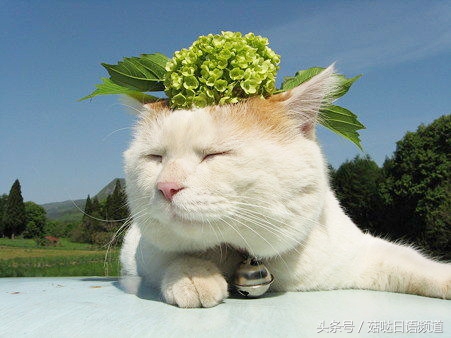 鐚ゴ鍝佺澶у叏,鏃ユ湰鍚嶇尗