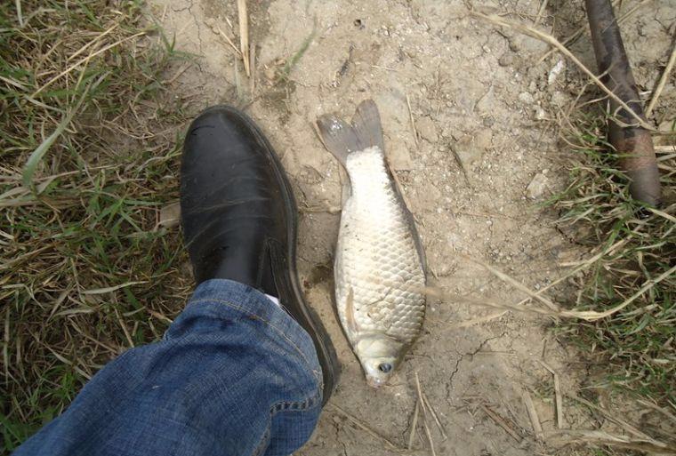 喜中大板鲫,餐条特别多如何钓鲫鱼