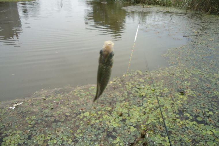 喜中大板鲫,餐条特别多如何钓鲫鱼