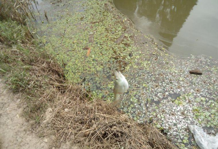 喜中大板鲫,餐条特别多如何钓鲫鱼
