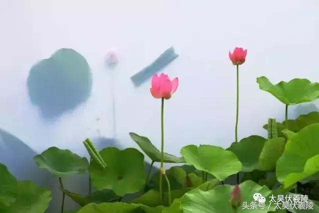 淮阳万亩荷花华丽盛放，让摄影师告诉您，荷花到底有多美！