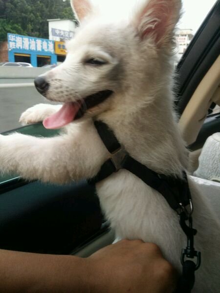 给博美犬怎样自制没有泪痕的狗粮,小博美幼犬自制狗粮