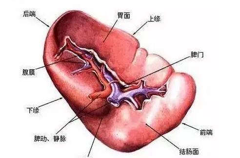 史淑荣看血液病怎么样,纯红再障性贫血最佳治疗方法
