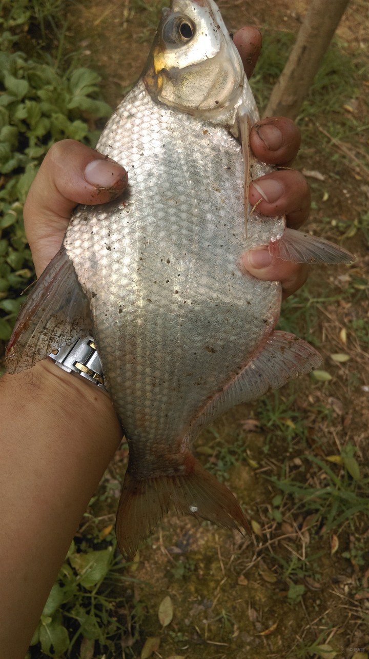 正宗武昌鱼多少根刺,武昌鱼和鳊鱼的鱼刺是一样的吗