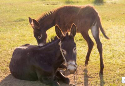 如何提高母猪的受孕率方案,如何提高驴的怀孕率