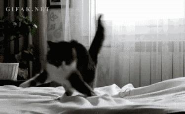 喵星人个个都是小戏精,喵星人是个让人匪夷所思的生物