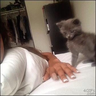 喵星人个个都是小戏精,喵星人是个让人匪夷所思的生物