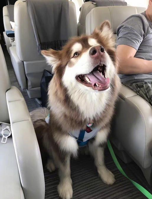 狗界奢侈品,金毛王可可