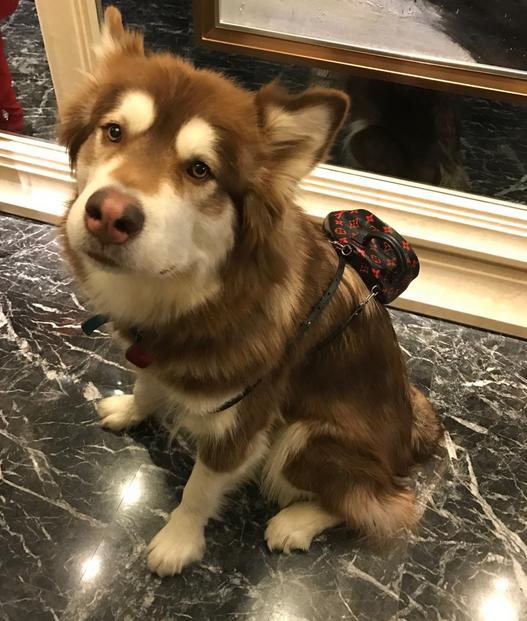 狗界奢侈品,金毛王可可