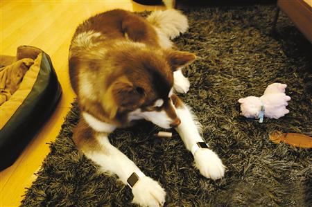 狗界奢侈品,金毛王可可