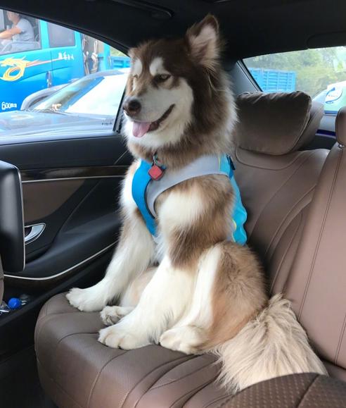 狗界奢侈品,金毛王可可