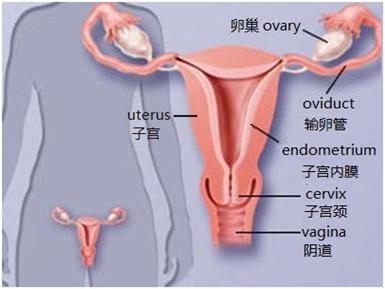 子宫糜烂已不是病了、姐妹们不要傻傻的还去做手术了