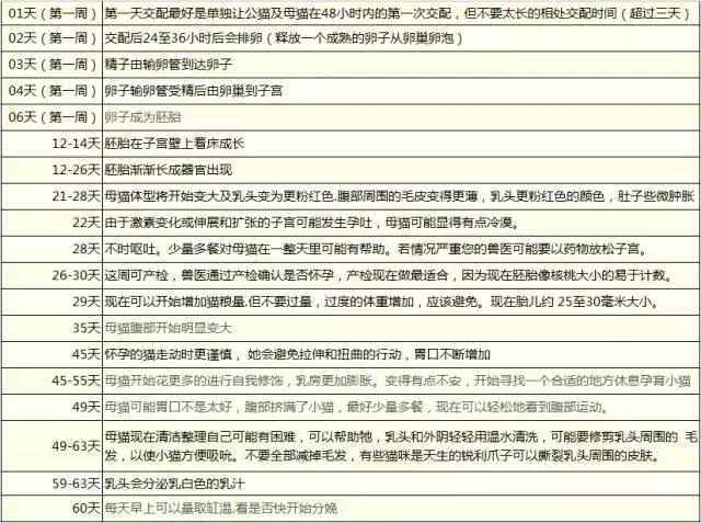 猫咪护理知识和注意事项,猫咪怀孕生产用什么消毒