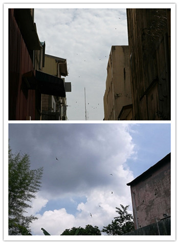 终于知道燕窝为啥这么贵,终于知道燕窝为什么这么贵