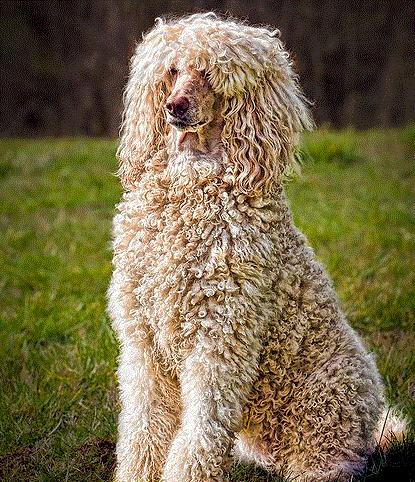 知宠是什么,知宠