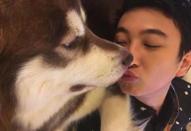 狗界奢侈品,金毛王可可