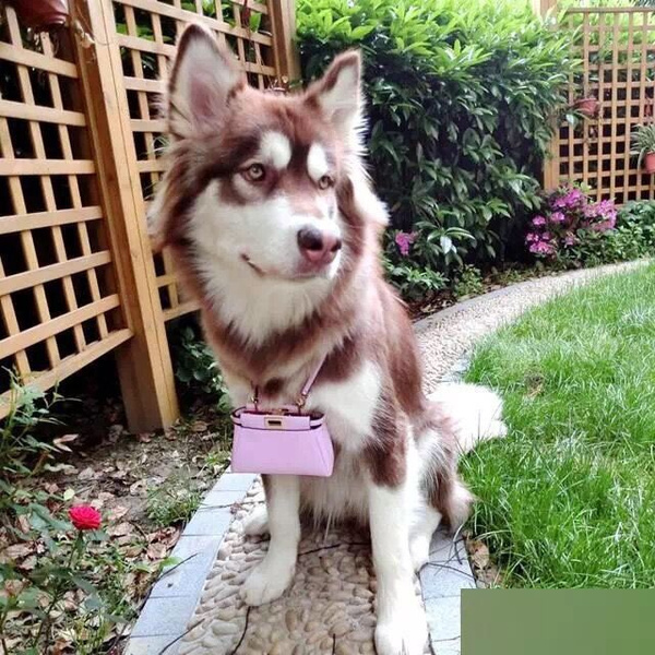 狗界奢侈品,金毛王可可