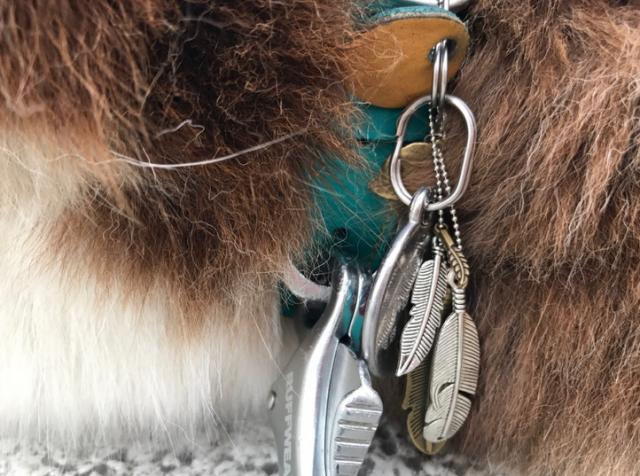 狗界奢侈品,金毛王可可