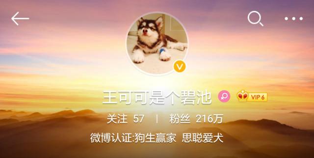 狗界奢侈品,金毛王可可