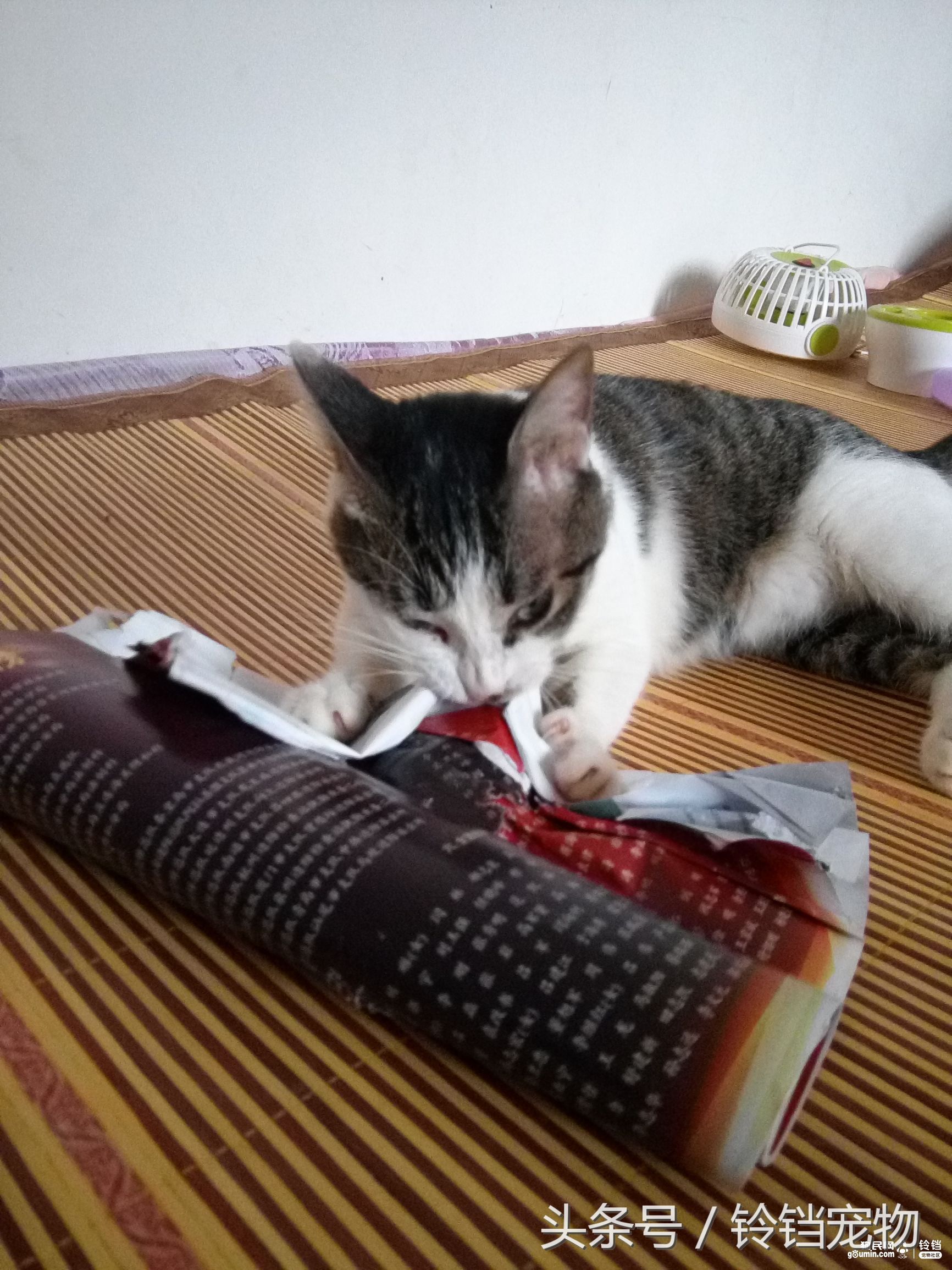 猫狗拆家 (猫狗一起拆家了)