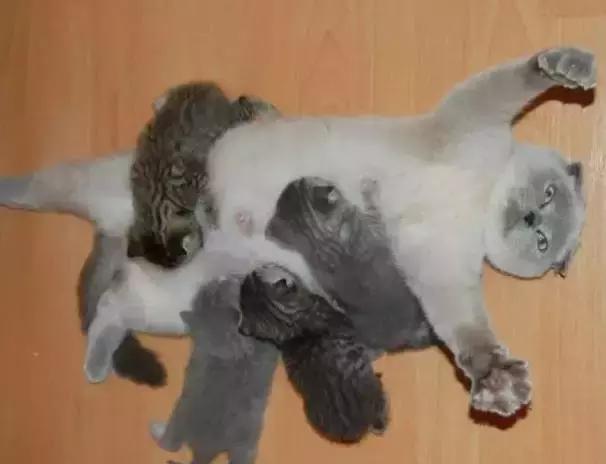 猫咪护理知识和注意事项,猫咪怀孕生产用什么消毒