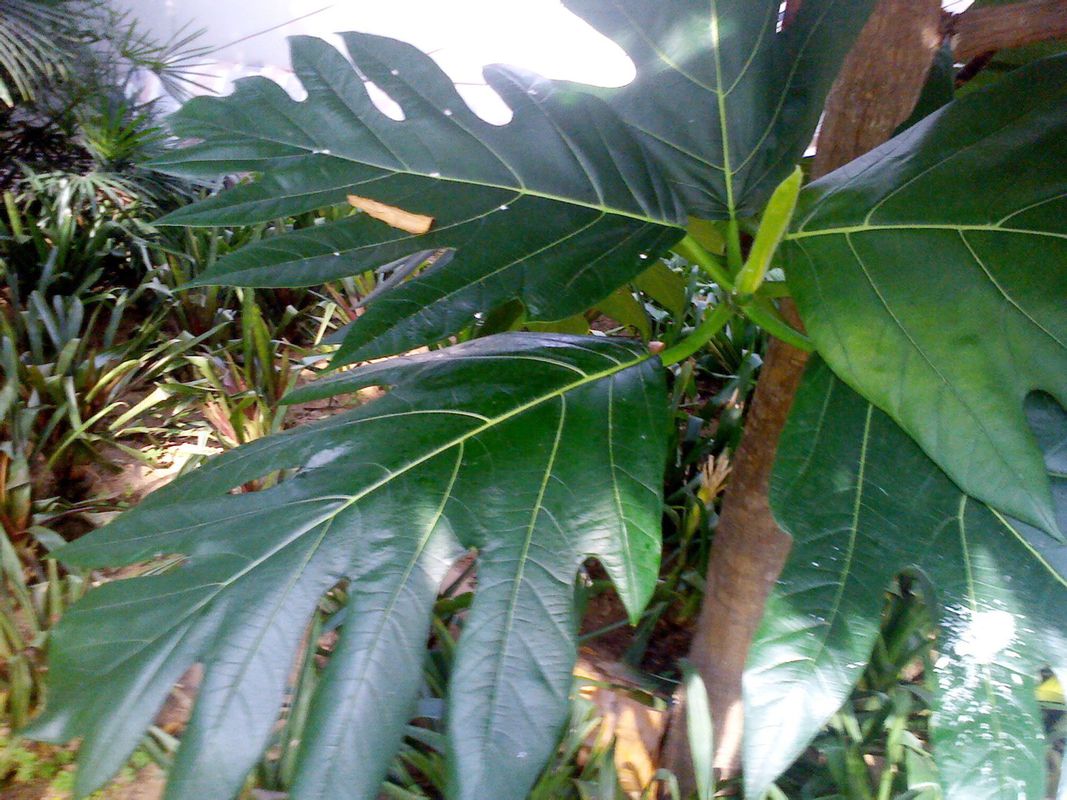 有睡眠现象的常见植物,会让植物睡眠的植物