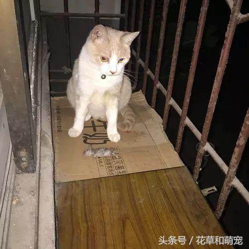 猫咪把老鼠叼到床上怎么办,猫咪连续2个月叼老鼠回家