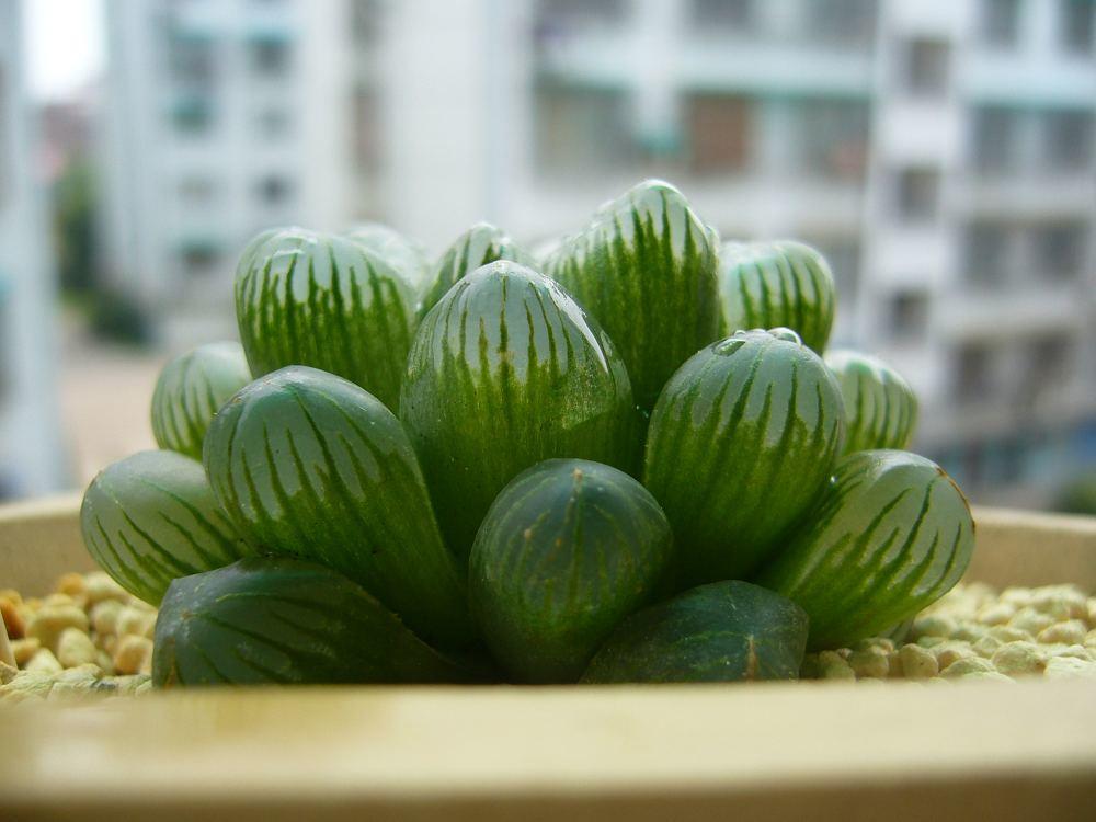 最名贵的玉露,最好看最贵的玉露品种图片