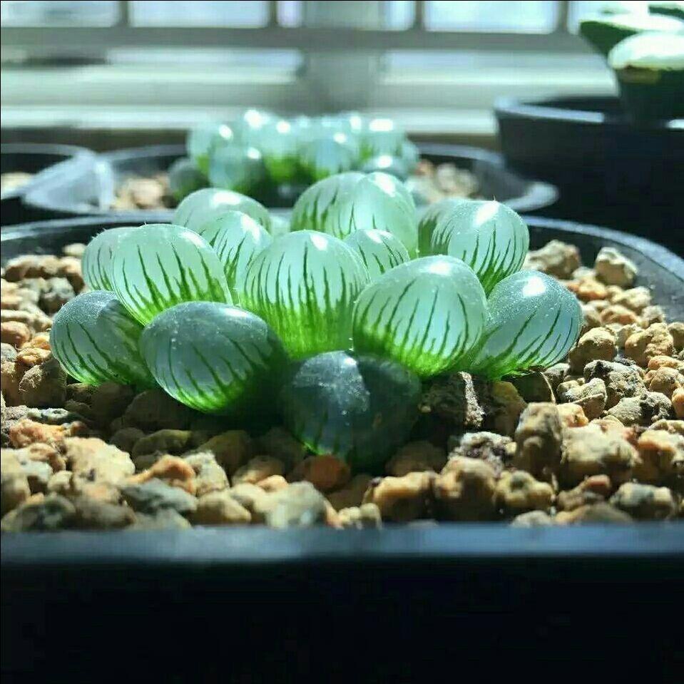 最名贵的玉露,最好看最贵的玉露品种图片