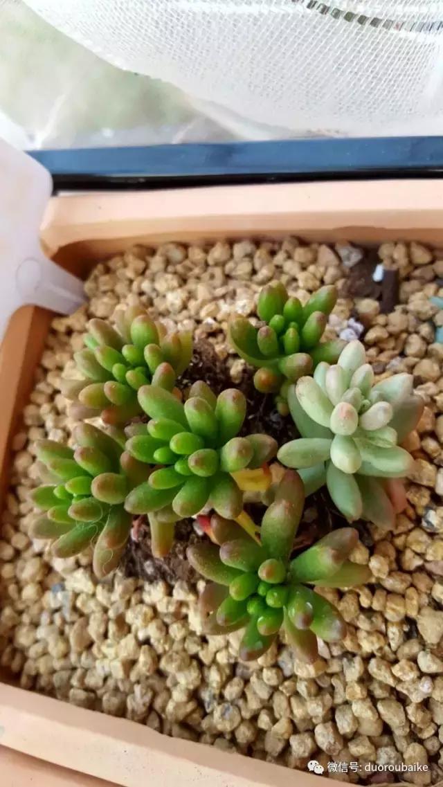 多肉爱好者必须养的有哪些多肉,心头肉多肉