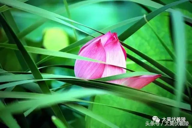 2022淮阳龙湖赏荷旅游月开幕式,中国淮阳龙湖赏荷旅游月活动启动