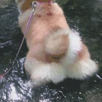 网友把足球PS成猫咪,毫无违和感!看什么看,没猫你踢什么球!