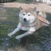 网友把足球PS成猫咪,毫无违和感!看什么看,没猫你踢什么球!