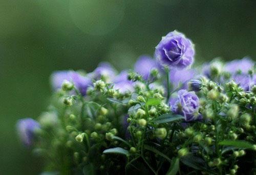 爱情长久的唯美短语,爱情的说说唯美句子