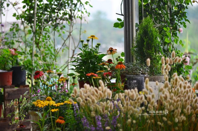 花园拜访,成都玛莉亚色彩花园电话