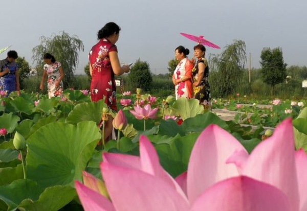 娣槼鑽疯姳鑺傚叕浜よ溅骞挎挱,娣槼鑽疯姳鑺傚幓鍝噷鍧愯埞