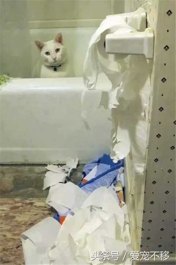 猫咪最喜欢的玩具居然是铲屎官,推荐猫咪最喜欢玩的玩具