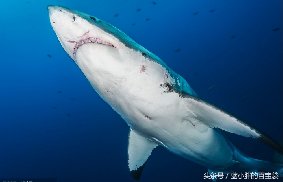 世上最可怕的海底巨兽,令人毛骨悚然的海底巨兽照片