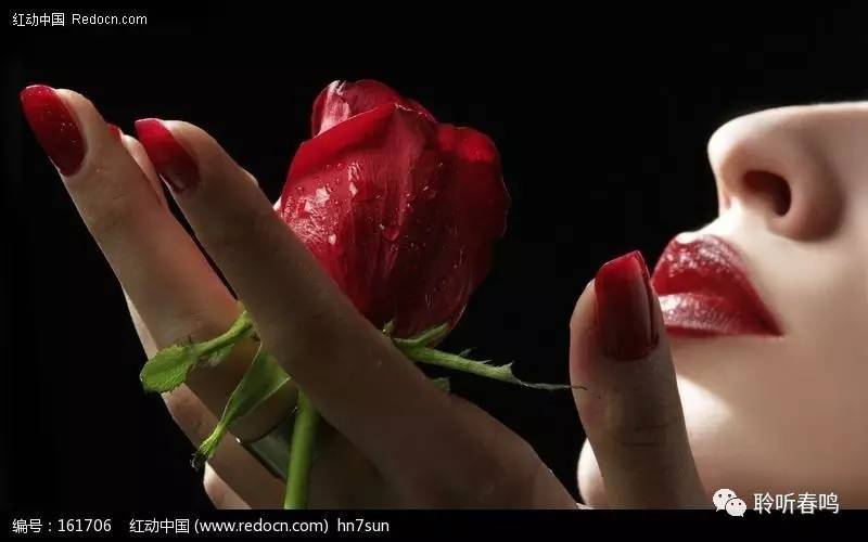 11朵玫瑰紫色,玫瑰有声小说在线收听