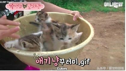 一只猫偷另一只猫的食物,猫偷了另外一个母猫的孩子打架