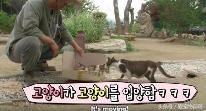 一只猫偷另一只猫的食物,猫偷了另外一个母猫的孩子打架